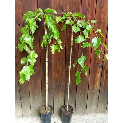 Moruša biela – previslá (Morus alba ´Pendula´) veľkosť 120cm