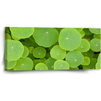 Sablio Obraz Listy lekna - 110x50 cm