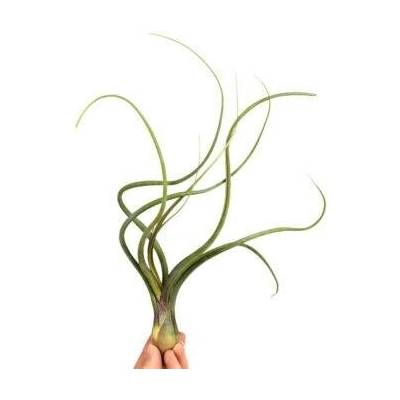 Tillandsia baileyi