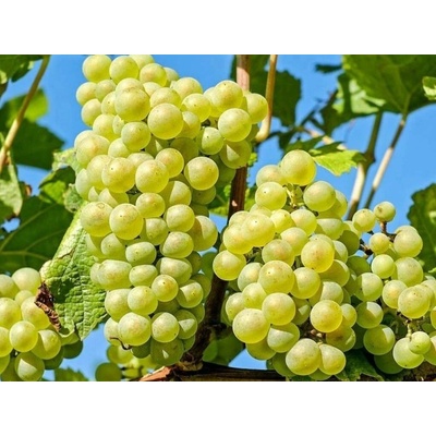 Vinič stolový Lakemont, vyviazaný, výška 150-175 cm, kvetináč 5 l