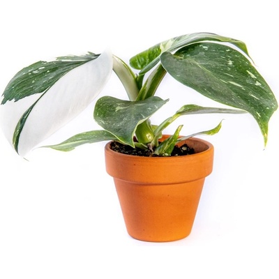 Gardners Philodendron White Princess, průměr 6 cm Filodendron
