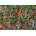 Educa - Puzzle Tiger Jungle - 500 piese