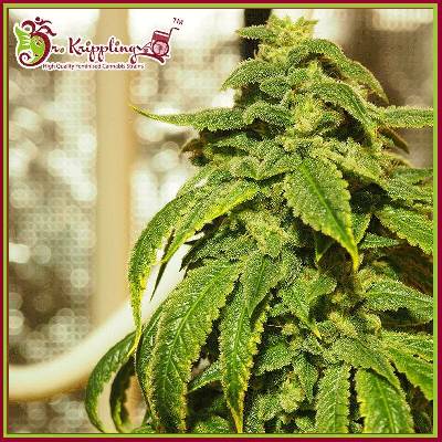 Dr. Krippling Seeds D'oh Si D'ohpe semena neobsahují THC 1 ks