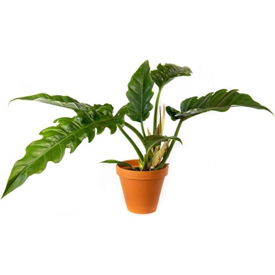 Gardners Philodendron Narrow Escape, průměr 14-15 cm Filodendron
