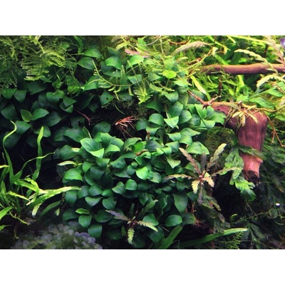 Anubias nana Bonsai