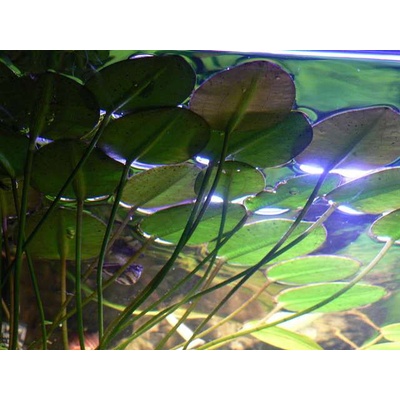 Hydrocleis nymphaeoides
