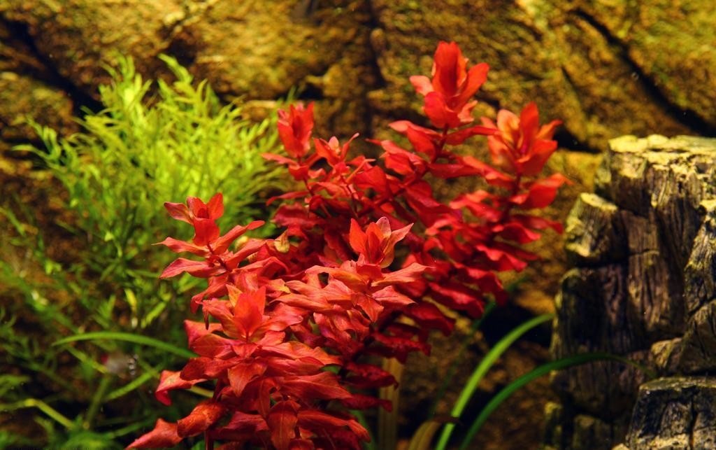 Rotala macrandra