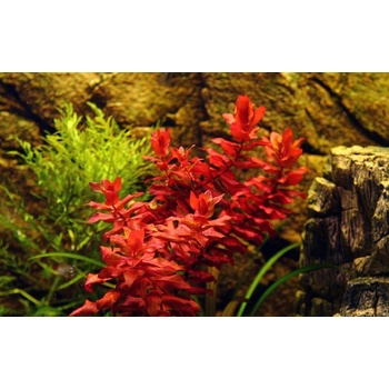 Rotala macrandra
