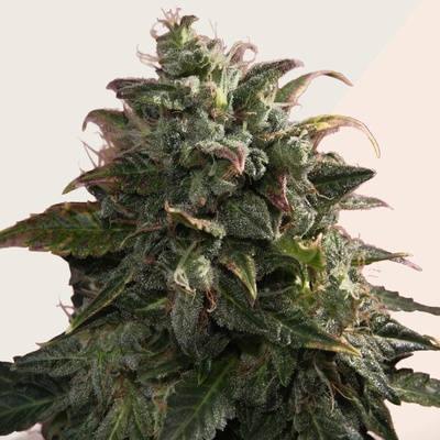 Kera Seeds Pineapple Sativa semienka neobsahujú THC 10 ks