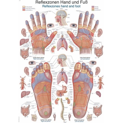 Anatomický plakát Erler Zimmer - Reflexní zóny rukou a chodidel 50 x 70 cm | DE, EN