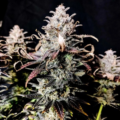 Pure Instinto Mimosa semena neobsahují THC 3 ks