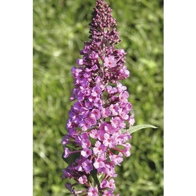 Motýlí keř, komule Davidova růžová FloraSelf Buddleja davidii 60-80 cm květináč 3 l
