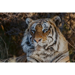 DIMEX ART Флизелинов фототапет величествен тигър 375 x 250 см