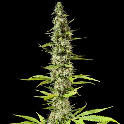 Philosopher Seeds Early Maroc semienka neobsahujú THC 5 ks