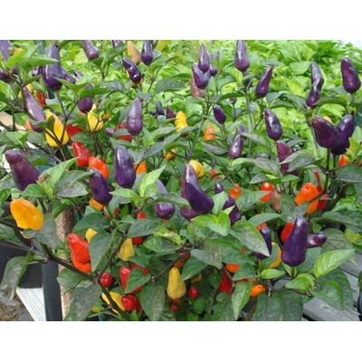 CHILLIMAT Semínka chilli Chinese Multicolor 10 ks