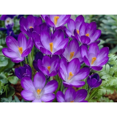 Krokus botanický Ruby Giant 20 ks v balení
