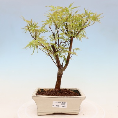 e-bonsai Venkovní bonsai - Acer palmatum Dissectum - Javor dlanitolistý