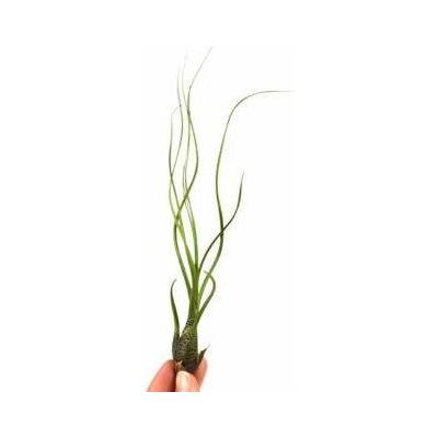 Tillandsia butzii