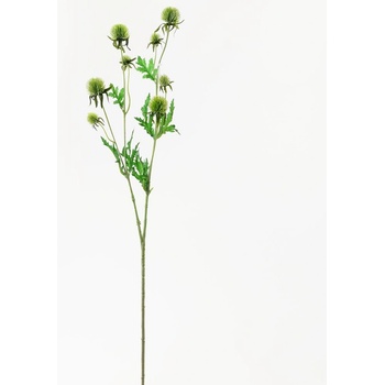 KS ECHINOPS ZELENÝ 71CM