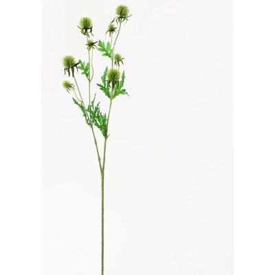 KS ECHINOPS ZELENÝ 71CM