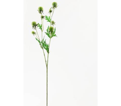KS ECHINOPS ZELENÝ 71CM