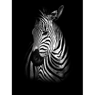 IMPOL TRADE 11767 V4A Vliesové fototapety zebra rozměr 184 cm x 254 cm