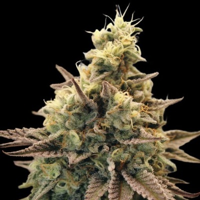 Advanced Seeds Auto Animal Zookies semienka neobsahujú THC 1 ks