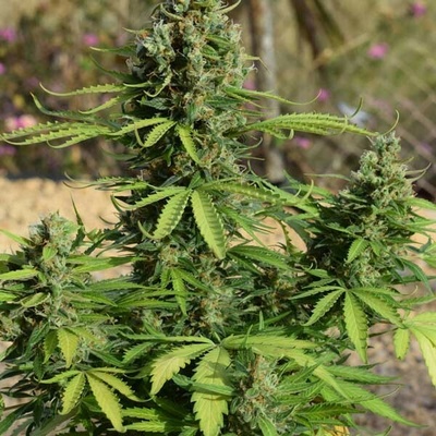 Freedom Of Seeds Jack Auto semienka neobsahujú THC 3 ks