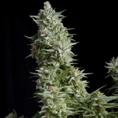 Pyramid Seeds Alpujarreña semienka neobsahujú THC 3 ks