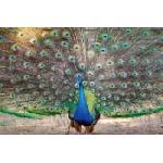 DIMEX ART Флизелинов фототапет шоу на пауни 375 x 250 см