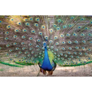 DIMEX ART Флизелинов фототапет шоу на пауни 375 x 250 см