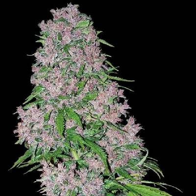 White Label Purple Bud semena neobsahují THC 5 ks