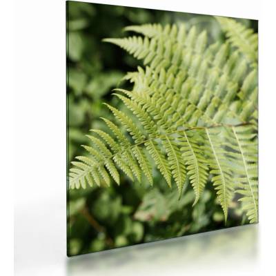 Skleněný obraz - Kapradinový list, jednodílný 40x40 cm na skle – Hledejceny.cz