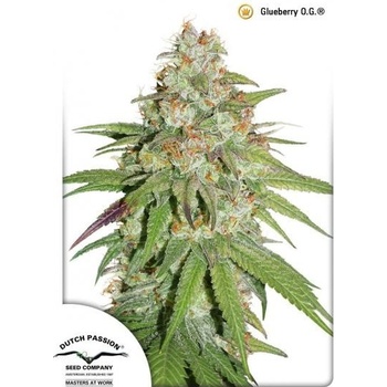Dutch Passion Glueberry O.G. semena neobsahují THC 5 ks