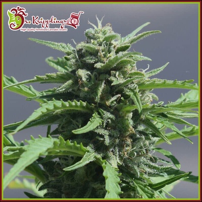 Dr. Krippling Seeds Banana Rapids semienka neobsahujú THC 5 ks