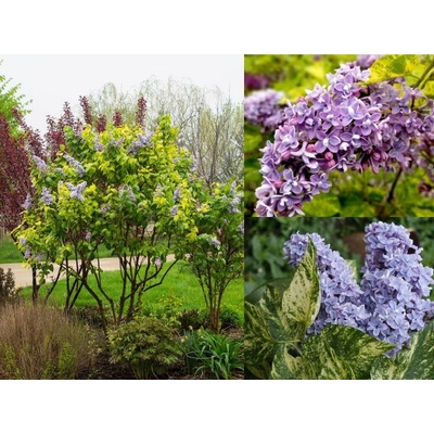 Orgován obyčajný Aucubaefolia 40-70 cm, kont. 4 l