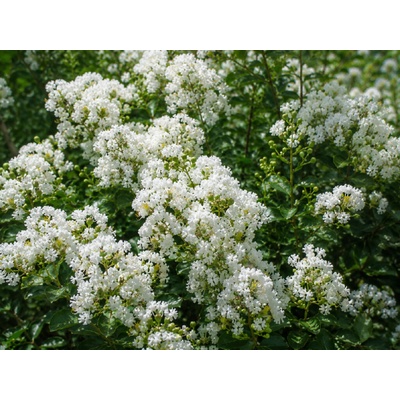 Myrta krepová biela, výška 60-80 cm, kvetináč 3 l