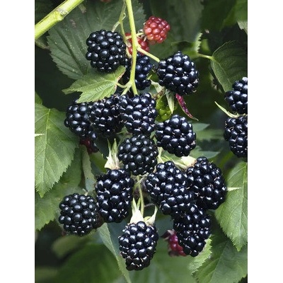 Ostružina beztrnná BIO FloraSelf Bio Rubus fruticosus 'Chester Thornless' výška cca 30 cm květináč 2 l