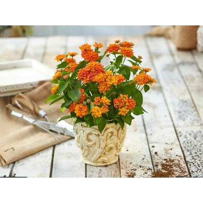 Lantana Lantropics Orange