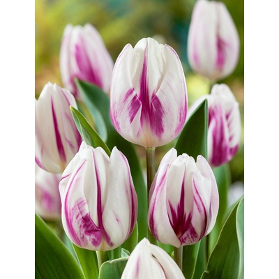 Tulipán 'Flaming Flag' 5 ks – Zboží Dáma