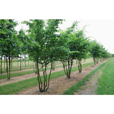 Hrab obyčajný (Carpinus betulus) - výška 80-100 cm, kont. C10L - VIACKMENNÝ