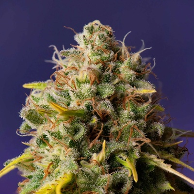 Expert Seeds Northern Lights x Big Bud Auto semienka neobsahujú THC 10 ks