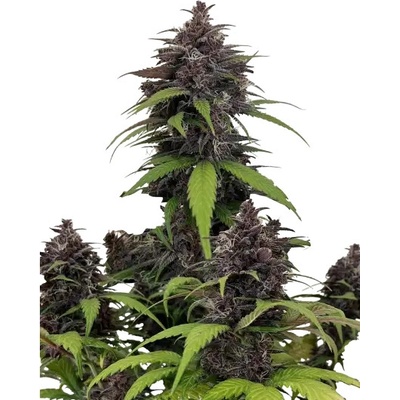 Fastbuds Purple Haze Auto semena neobsahuji THC 10 ks