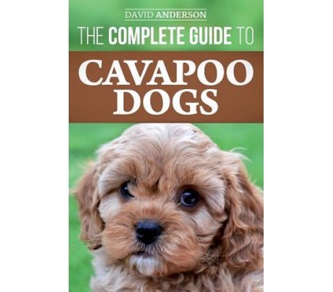 Complete Guide to Cavapoo Dogs