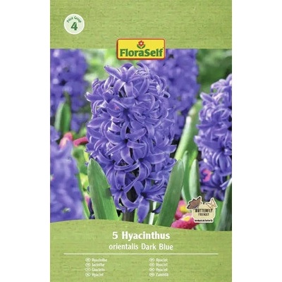 Hyacinty orientální FloraSelf 'Orientalis' tmavě modré 5 ks