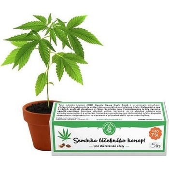 Semienka liečivého konope s CBD 7% - 5ks Zelená Země
