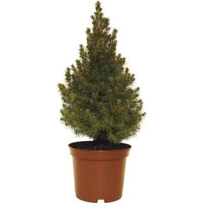 Smrek biely FloraSelf Picea glauca 'Conica' výška 30-40 cm kvetináč 3 l