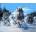 Norimpex - Puzzle Diamant painting: Pack of wolves in the snow - 1 - 39 piese