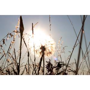 DIMEX ART Флизелинов фототапет глухарче в сиянието 375 x 250 см