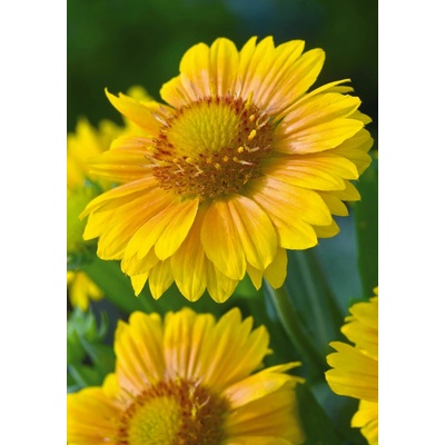 Gaillardia aristata Arizona AFRICAN SUNSET - kokarda